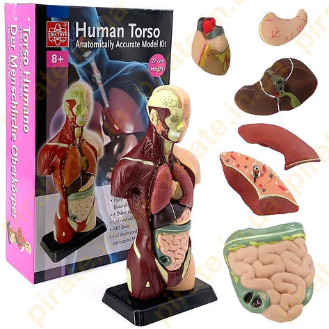 Анатомічна модель людини Edu-Toys збірна, 27 см (MK027), фото 1
