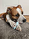 Жувальна іграшка кістка для собак Dog Walking TPR Chew Bone 15 см - бакитна, фото 7