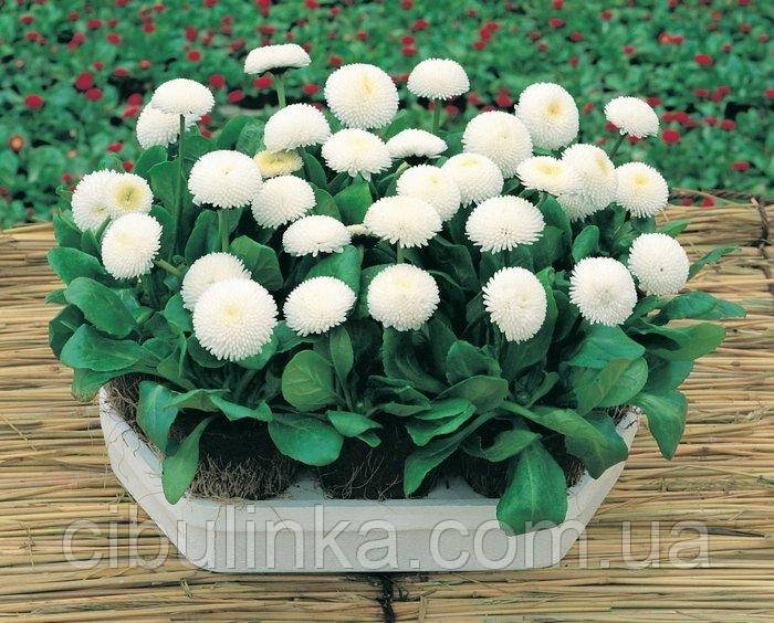 Маргаритка махрова Снігова куля 0,1 г, фото 1