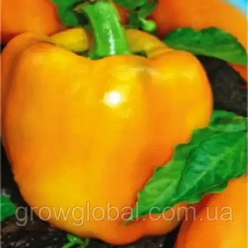 Насіння перцю Афродіта