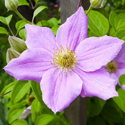 Саджанці Клематиса Мадам Барон Вілар (Clematis Baron Veillard) Р9