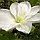 Саджанці Клематиса Марі Бусселот (Clematis Marie Boisselot) Р9, фото 3