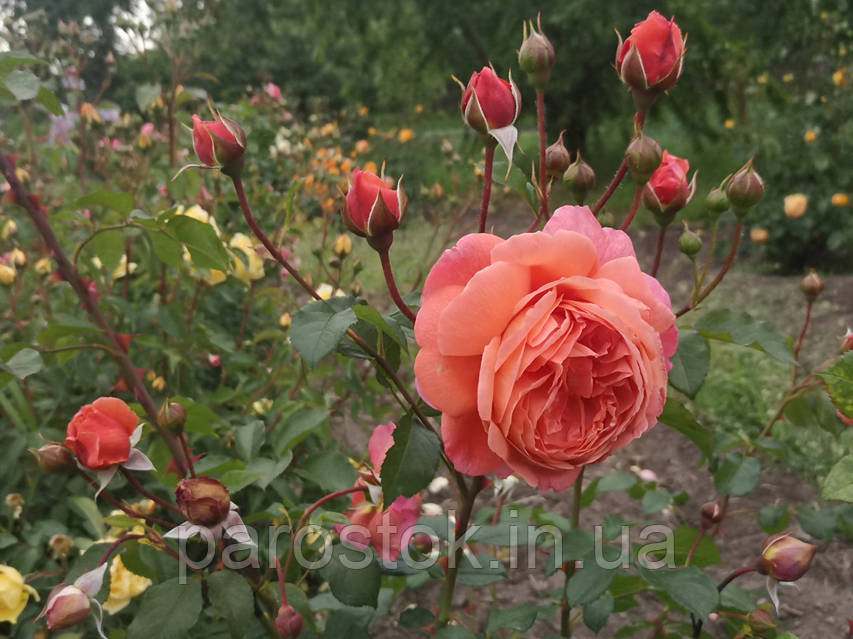 Роза Купить Роза Саммер Сонг. Английская роза в Черниговской области от