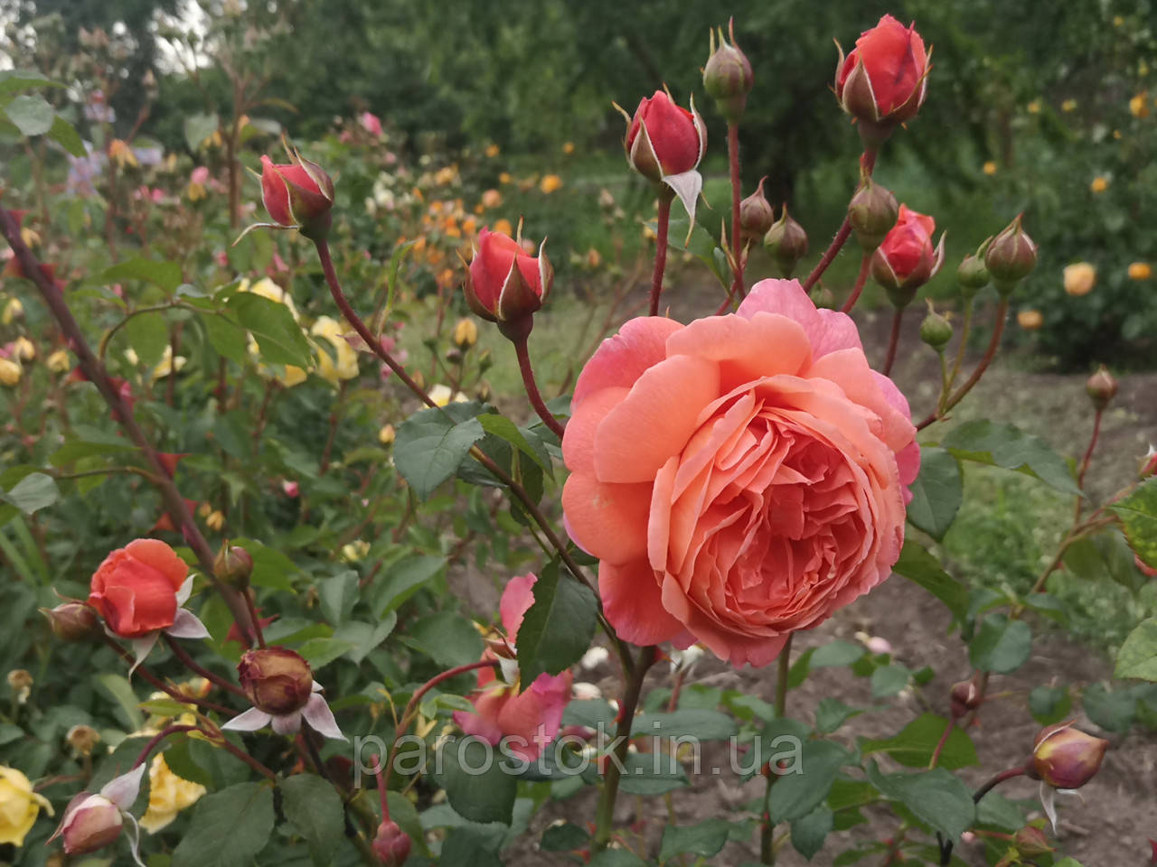 Роза Роза английская Джуд зе Обскур (Rose еnglish Jude the