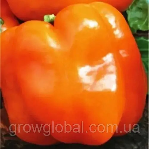 Насіння перцю Бугай