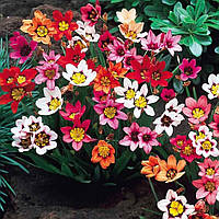 Спараксіс Мікс 5/+