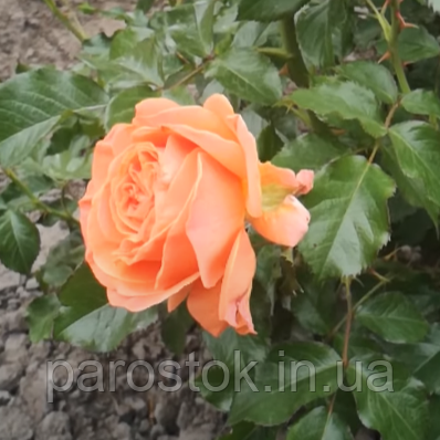 Троянда Таттон. Флорібунда. (вв), фото 1