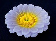 Свеча - цветок Сиреневая хризантема BM