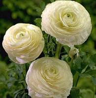 Лютик білий 6/7