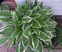 Хоста Моерхейм Hosta hybride Moerheim