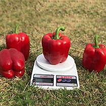 Насіння Перець солодкий Катан F1 8 насінин Kitano Seeds, фото 4