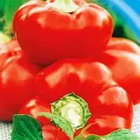 Семена перца Ратунда красная (Украина)