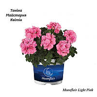 Пеларгония ампельная розового цвета Moonflair Light Pinc