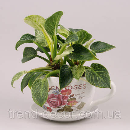 Горщик керамічний Чашка з підставкою 36635, фото 2