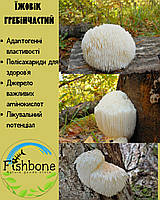 Їжовик гребінчастий (Hericium Erinaceus), 50g