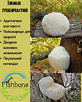 Їжовик гребінчастий (Hericium Erinaceus), 100g