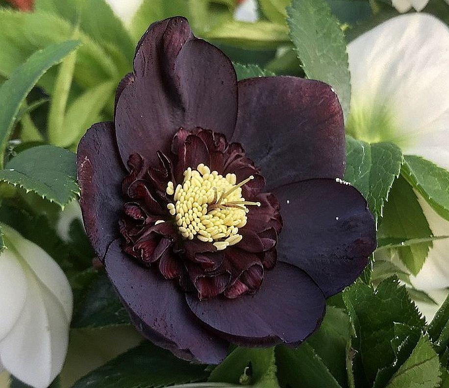 Морозник  Anemone black (Анемона чорна)