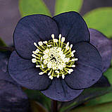 Морозник  Anemone black (Анемона чорна), фото 2