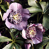 Морозник  Anemone black (Анемона чорна), фото 3