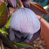 Морозник Double Slaty Blue (Махровий аспідно-синій), фото 6