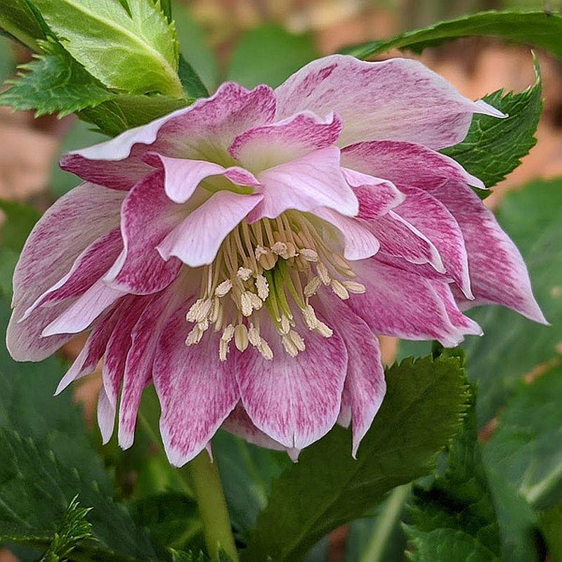 Морозник Double Pink white edge (Махровий Рожевий Білий Край)