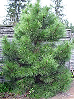 Сосна Кримська 3 річна, Сосна крымская, Pinus Pallasiana
