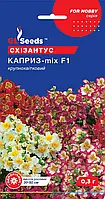 Схизантус Каприз эффектный с разрезными лепестками ярких цветков диаметром 2-2,5 см, упаковка 0,3 г