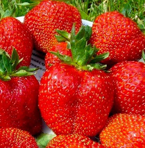 Саджанці полуниці Дивовижна - середня, транспортабельна, фото 1