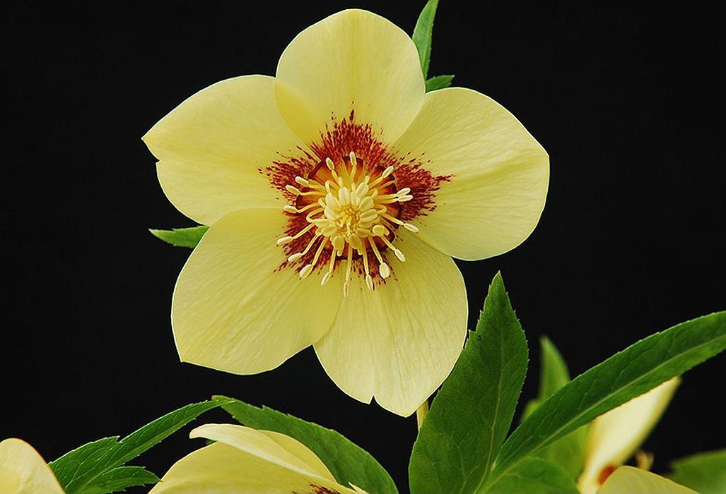 Морозник single Yellow Wich Red Center (Одиночний Жовто-Червоний Центр)