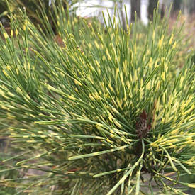 Сосна густоквіткова Oculus Draconis 2 річна на штамбі, Сосна густоцветковая Глаз Дракона, Pinus densiflora