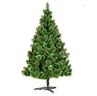 Сосна распушенная