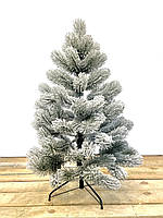 Сосна литая