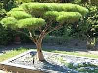 Сосна густоквіткова Umbraculifera 3 річна, Сосна густоцветковая Умбракулифера, Pinus densiflora Umbraculifera