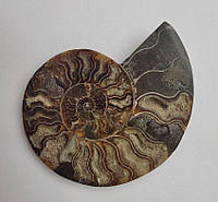 (Цена за 100 грамм) Аммонит сувенирный камень вес от 300 грамм (примерно 12х14см+-), ida46497