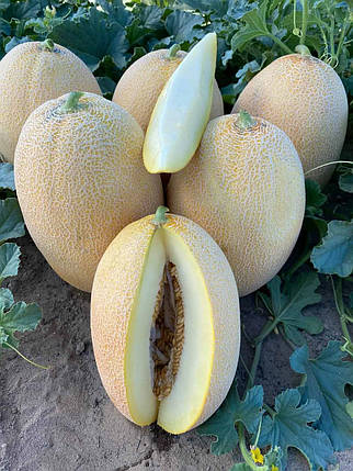 Насіння дині Дайана INX 1097 1000 нас, Innova Seeds США, диня ананаска, фото 1