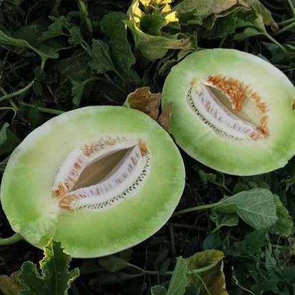 Насіння дині Анук INX 1063 F1 100нас, Innova Seeds США, ранньостигла світлозелена диня Медова роса, фото 1