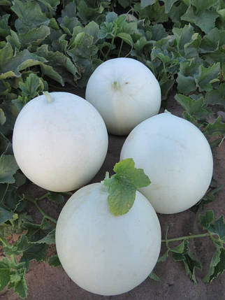 Диня Анук INX 1063 F1 1000 нас, Innova Seeds США, Насіння ранньостиглої дині Медова роса, фото 3