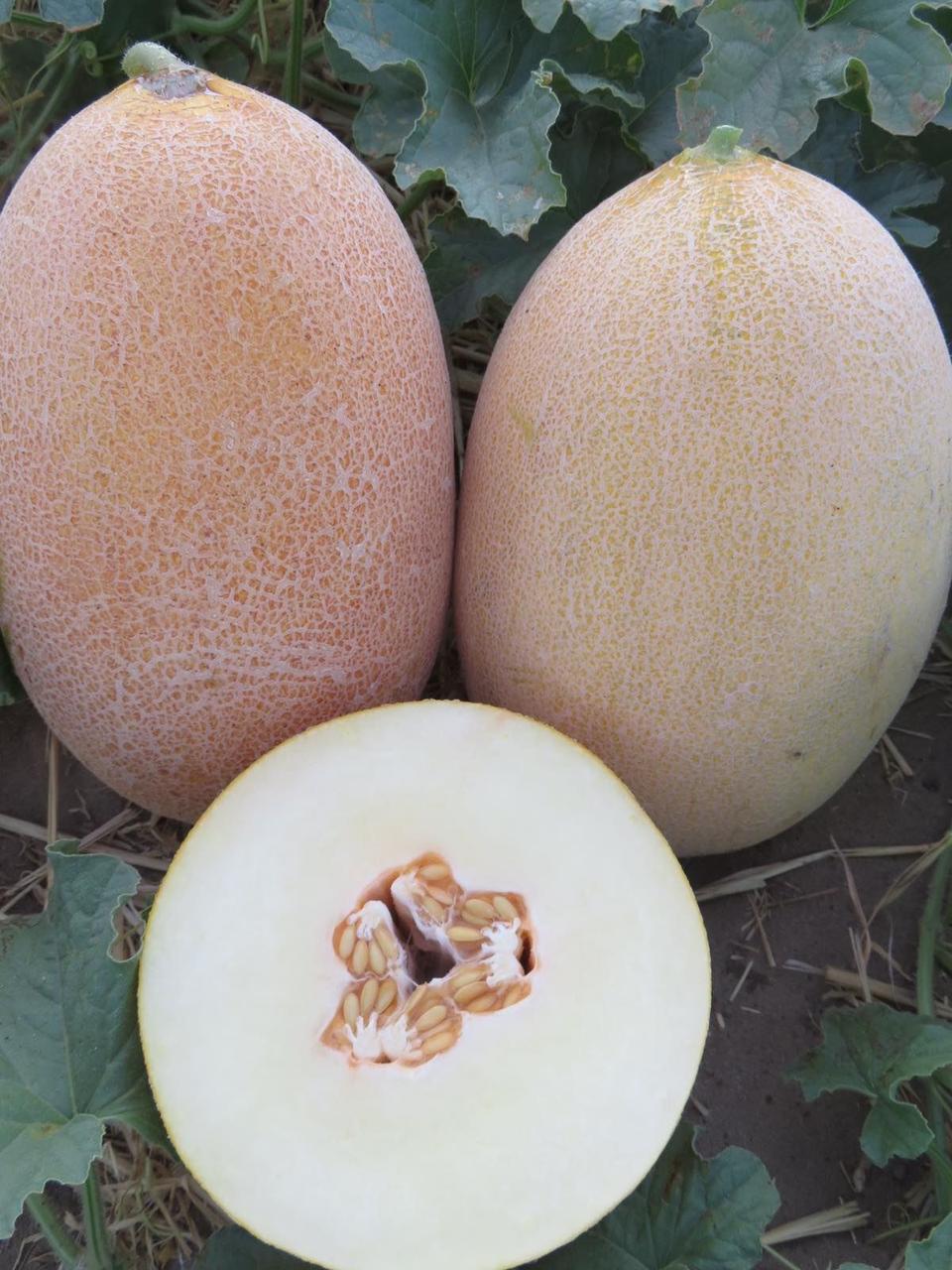 Диня Емі INX 1037 F1 1000 шт  Innova Seeds США, Насіння середньоранньої дині