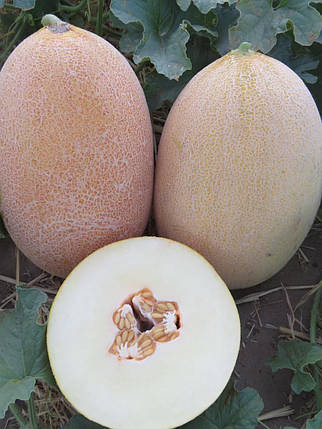 Диня Емі INX 1037 F1 1000 шт Innova Seeds США, Насіння середньоранньої дині, фото 1