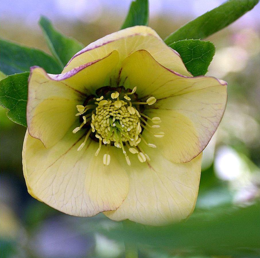 Морозник Морозник тsingle Yellow Wich Red Edge
