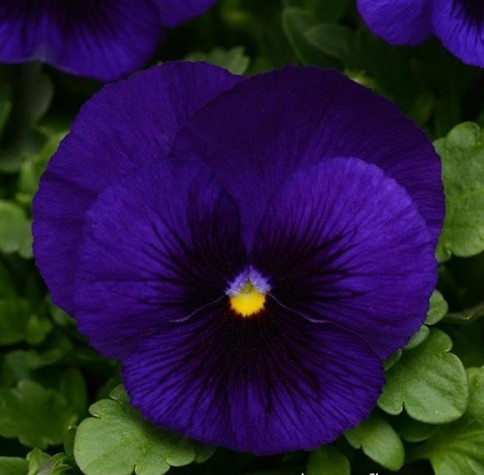 Віола MATRIX® F1 DEEP BLUE BLOTCH  PanAmerican 5 шт