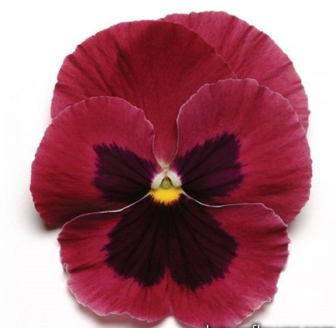 Віола MATRIX® F1 ROSE BLOTCH PanAmerican 5 шт