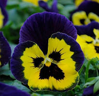 Віола MATRIX® F1 Yellow Purple Wing PanAmerican 5 шт