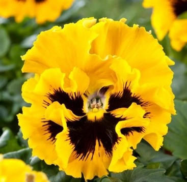 Віола FRIZZLE SIZZLE F1 YELLOW PanAmerican 5 шт