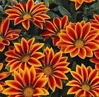 Газанія Frosty Kiss™ Orange Flame  Syngenta 5 шт