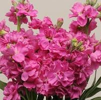 Левкой KATZ ROSE BRIGHT PanAmerican 10 шт