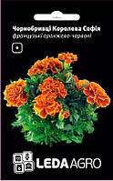 Насіння чорнобривців Королева Софія, 0,25 гр., оранжево-червоні французькі, ТМ "ЛєдаАгро"