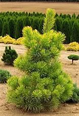 Сосна тунберга Ogon 3 річна, Сосна тунберга Огонь, Pinus thunbergii Ogon, фото 4