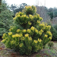 Сосна тунберга Ogon 3 річна, Сосна тунберга Огонь, Pinus thunbergii Ogon, фото 3
