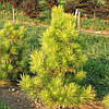 Сосна тунберга Ogon 3 річна, Сосна тунберга Огонь, Pinus thunbergii Ogon, фото 9